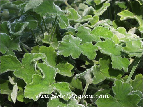 Peppermint Scented Geranium (Pelargonium tomentosa) 
The leaves are velvety, green on top and fuzzy gray-white below.